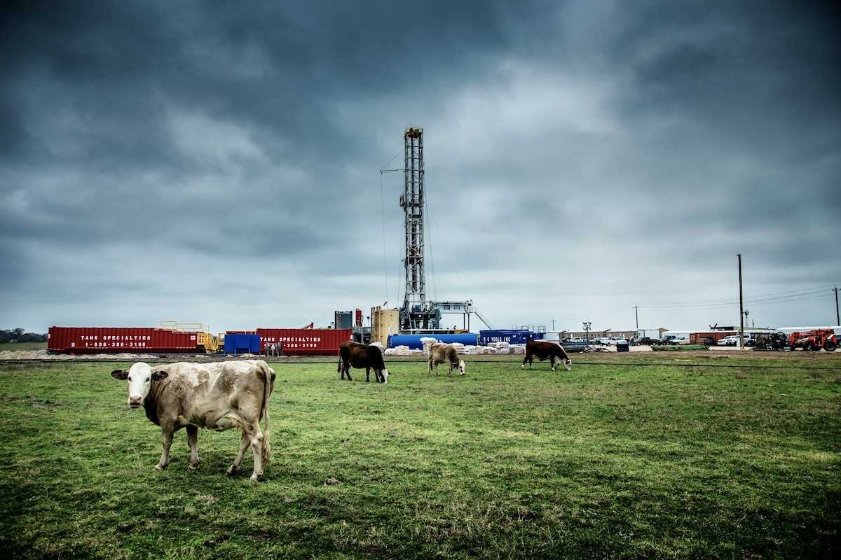 Texas fracking well pad with cattle grazing in foreground