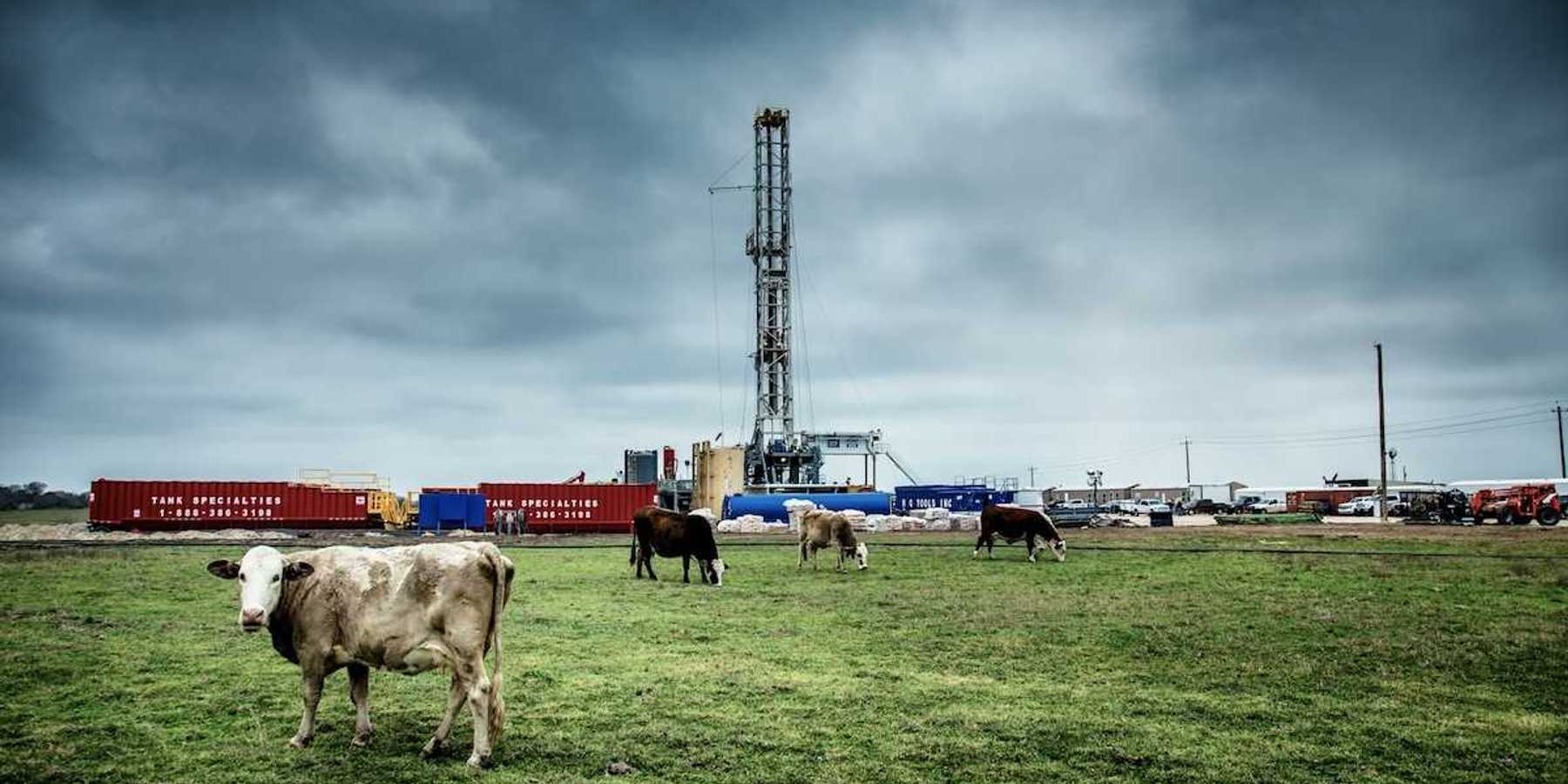 Texas fracking well pad with cattle grazing in foreground