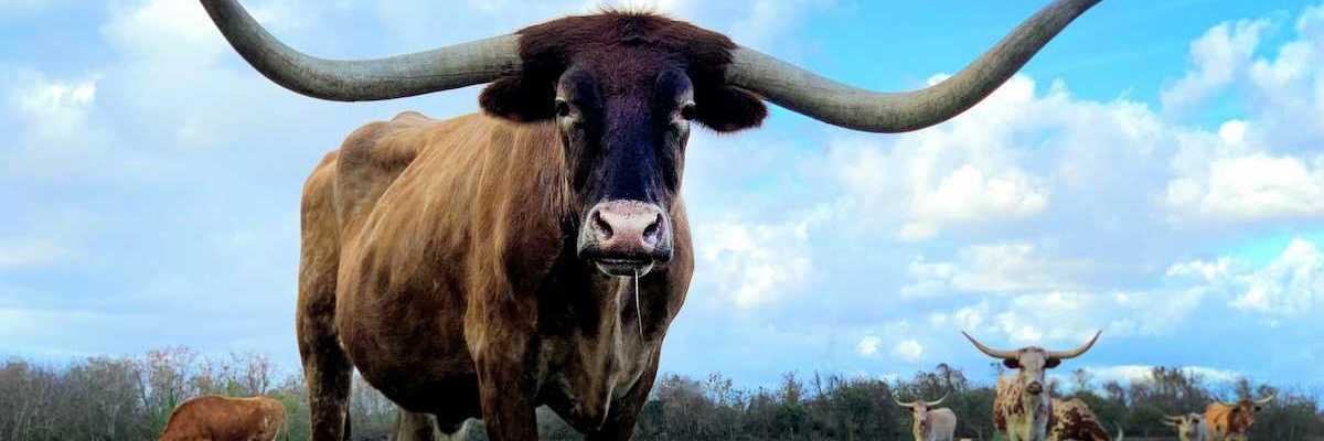 Texas longhorn cattle grazing on sparse pasture with one longhorn prominent in the foreground