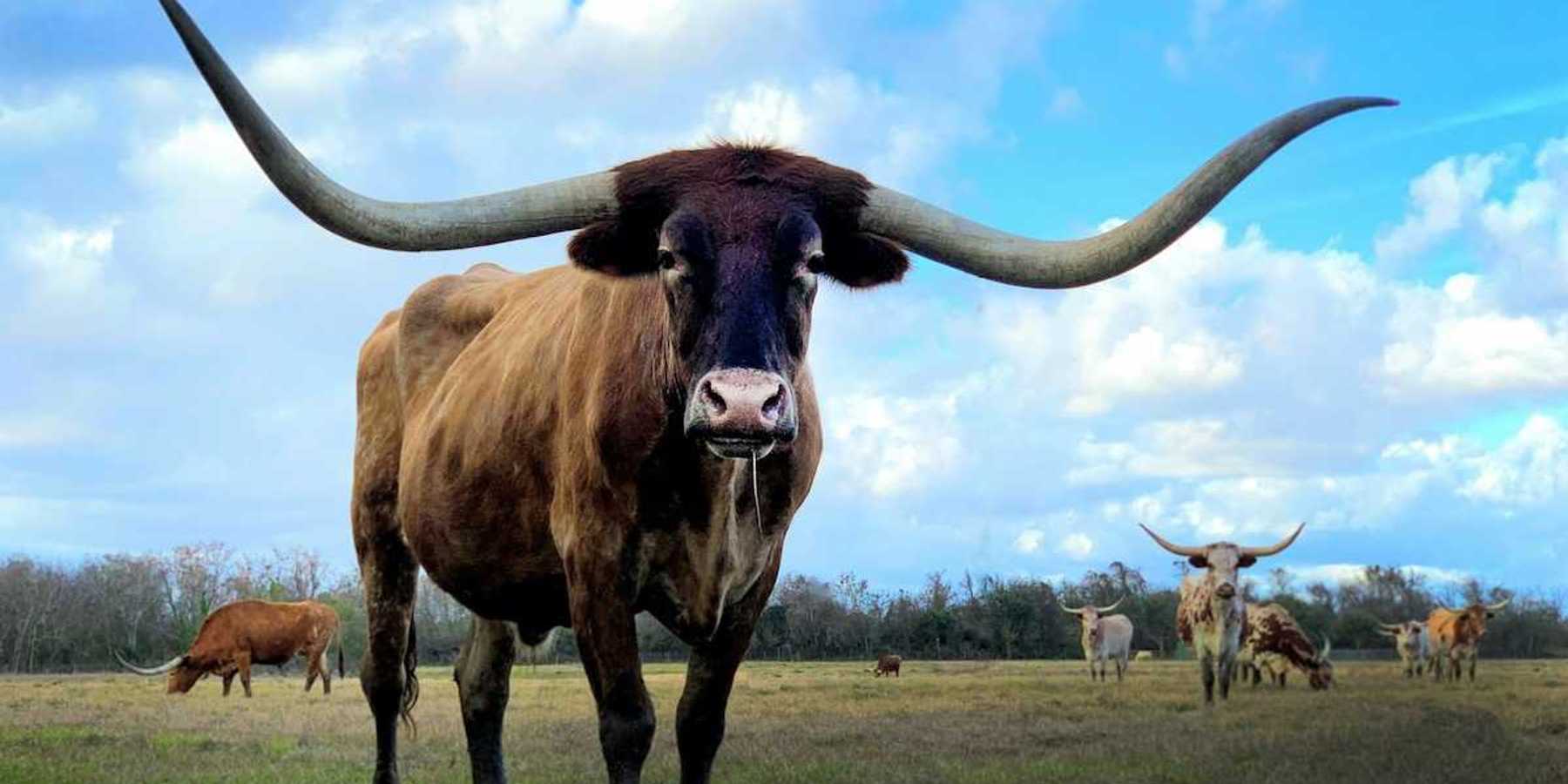 Texas longhorn cattle grazing on sparse pasture with one longhorn prominent in the foreground