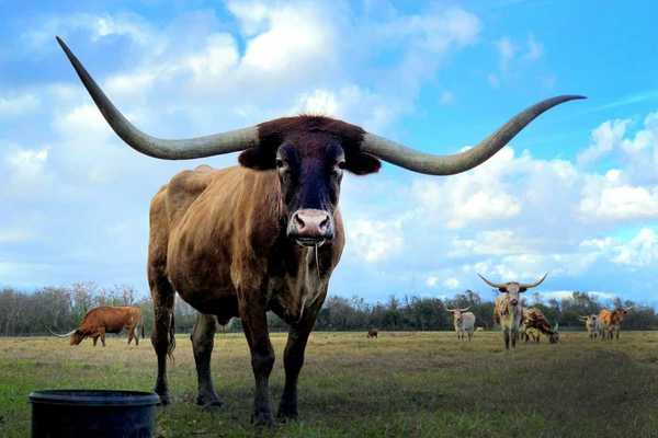 Texas longhorn cattle grazing on sparse pasture with one longhorn prominent in the foreground