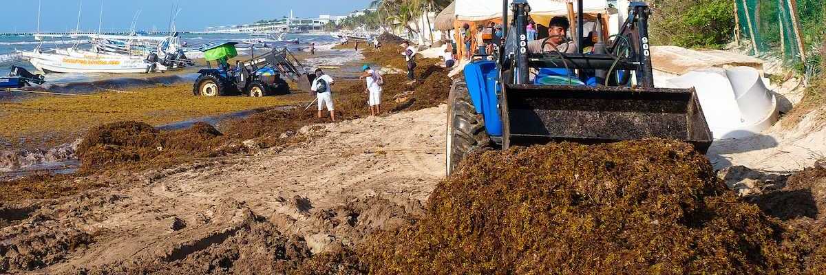 The battle against sargassum seaweed in Playa del Carmen as local workers try to clean the beach