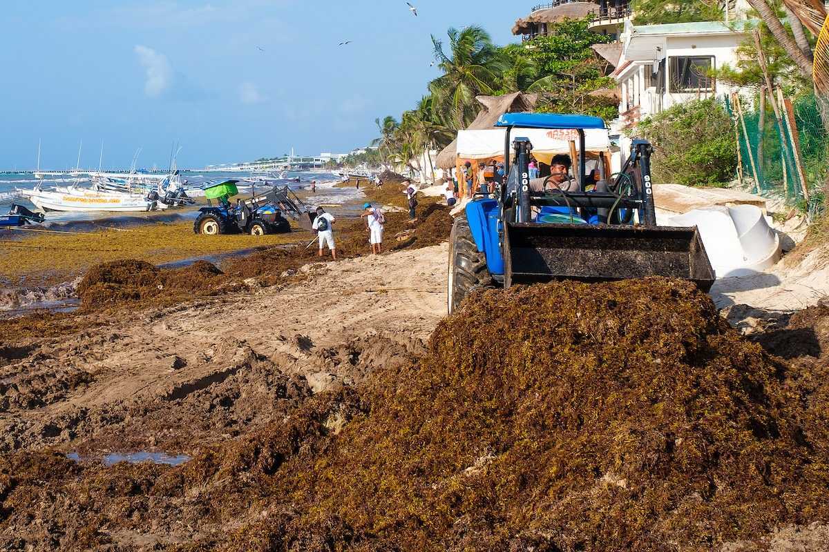 The battle against sargassum seaweed in Playa del Carmen as local workers try to clean the beach