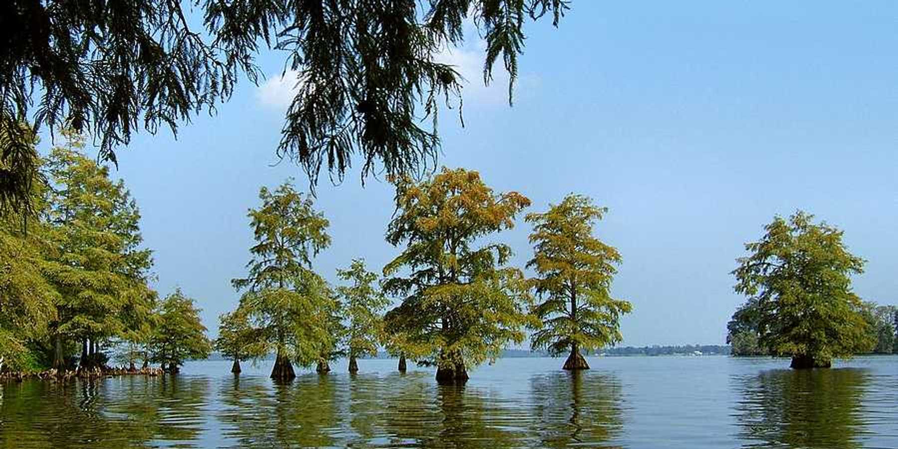 The bayou with water and trees with land the background