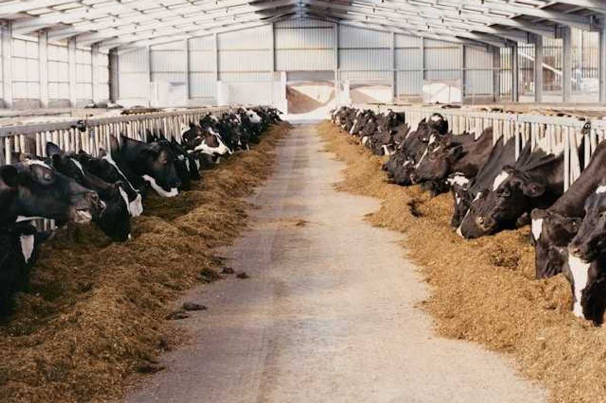 The interior of a barn with black and white cows eating hay
