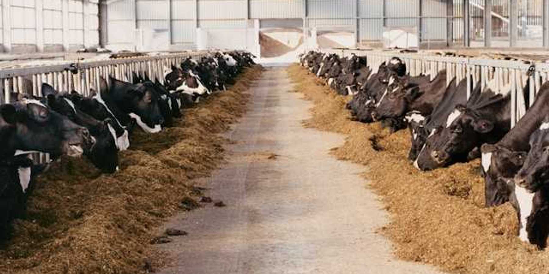 The interior of a barn with black and white cows eating hay