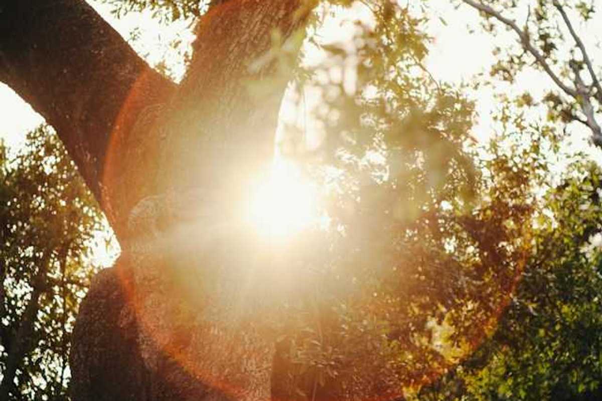 The sun shining through the branches of a tree