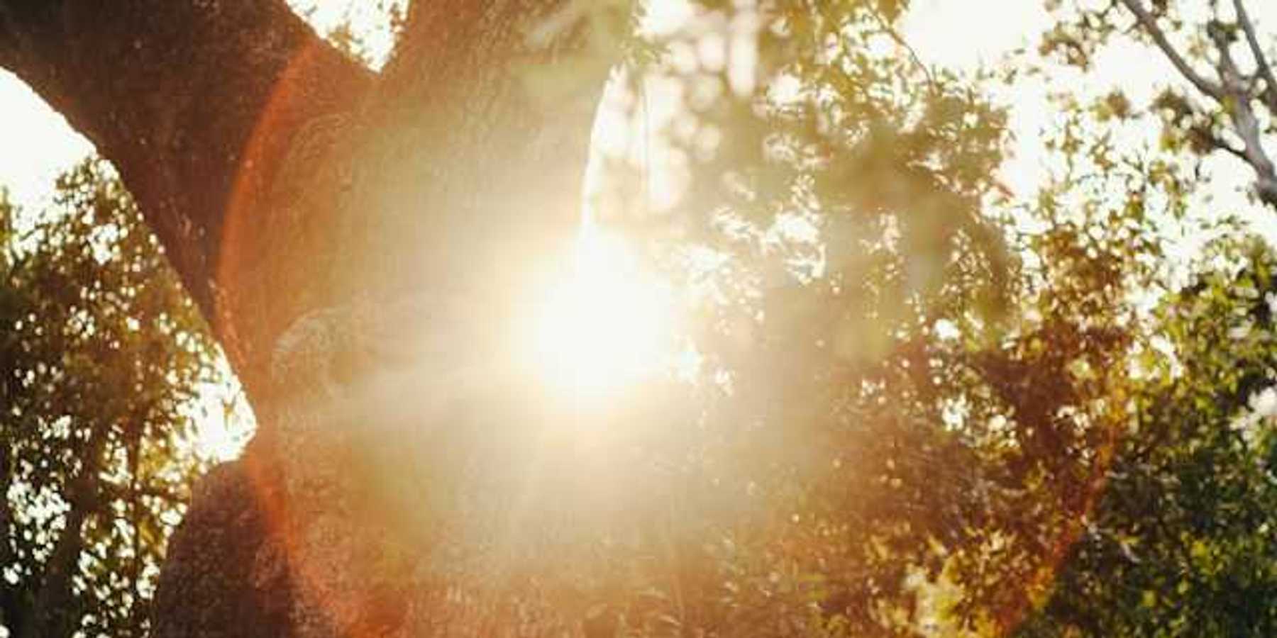 The sun shining through the branches of a tree