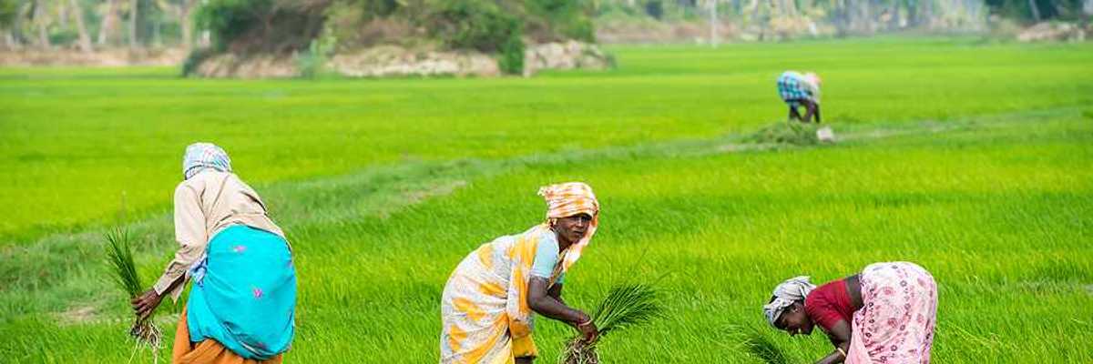 Three Indian women working in a green rice field