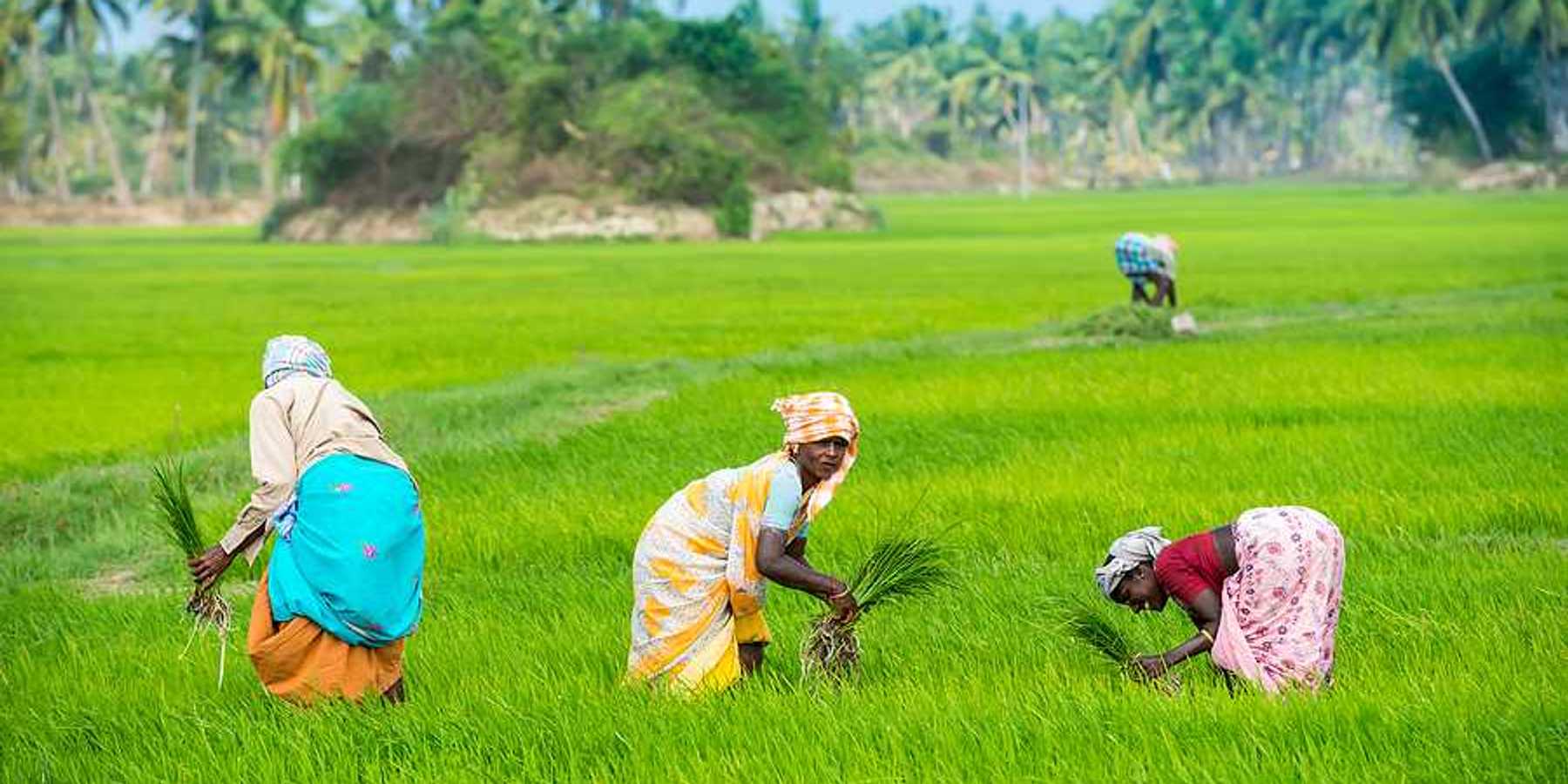 Three Indian women working in a green rice field