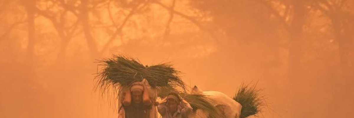 Three men laden with burdens of some type of vegetation on their backs