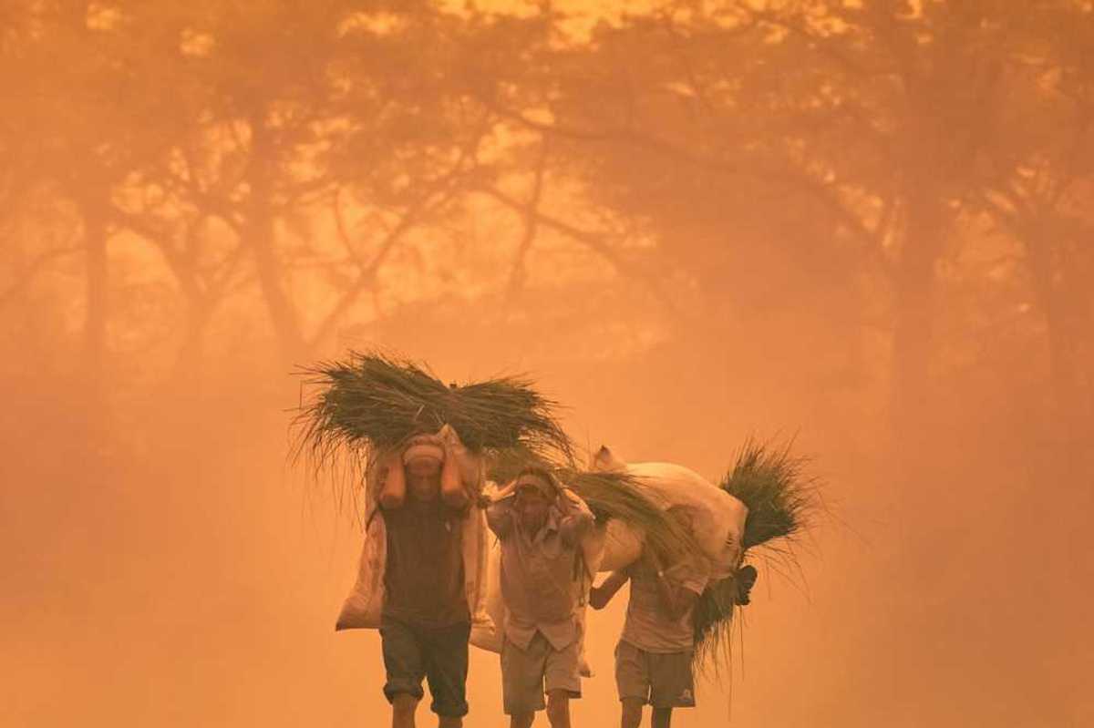 Three men laden with burdens of some type of vegetation on their backs