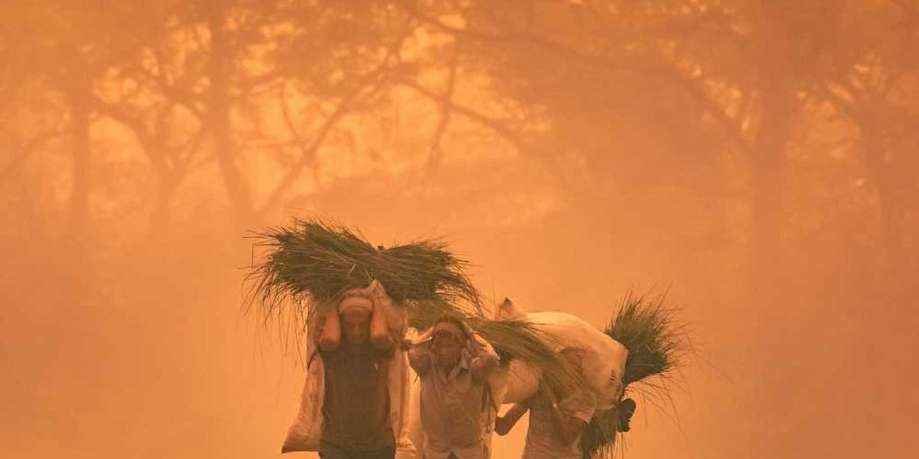 Three men laden with burdens of some type of vegetation on their backs