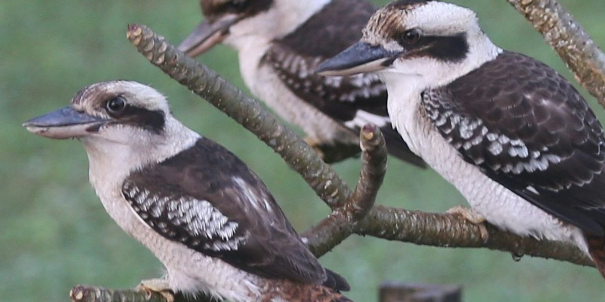 three perched kookaburras on a branch.