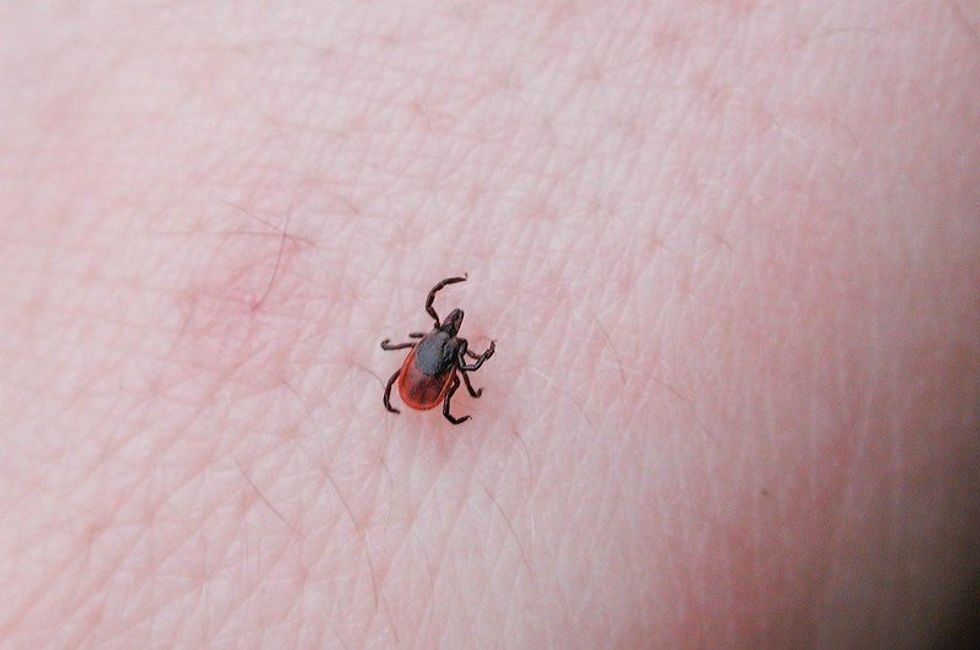 How bad will the ticks be this summer?