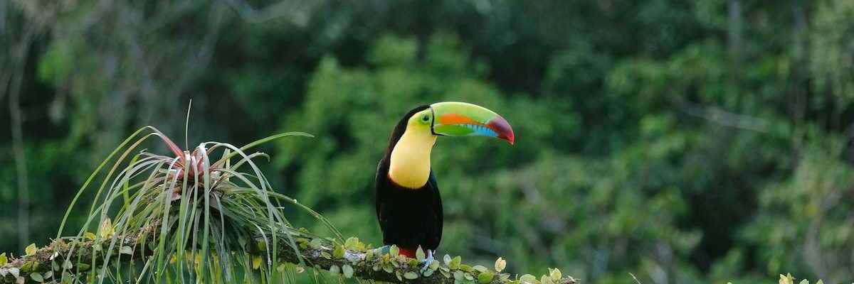 Toucan perched on a branch in a rainforest