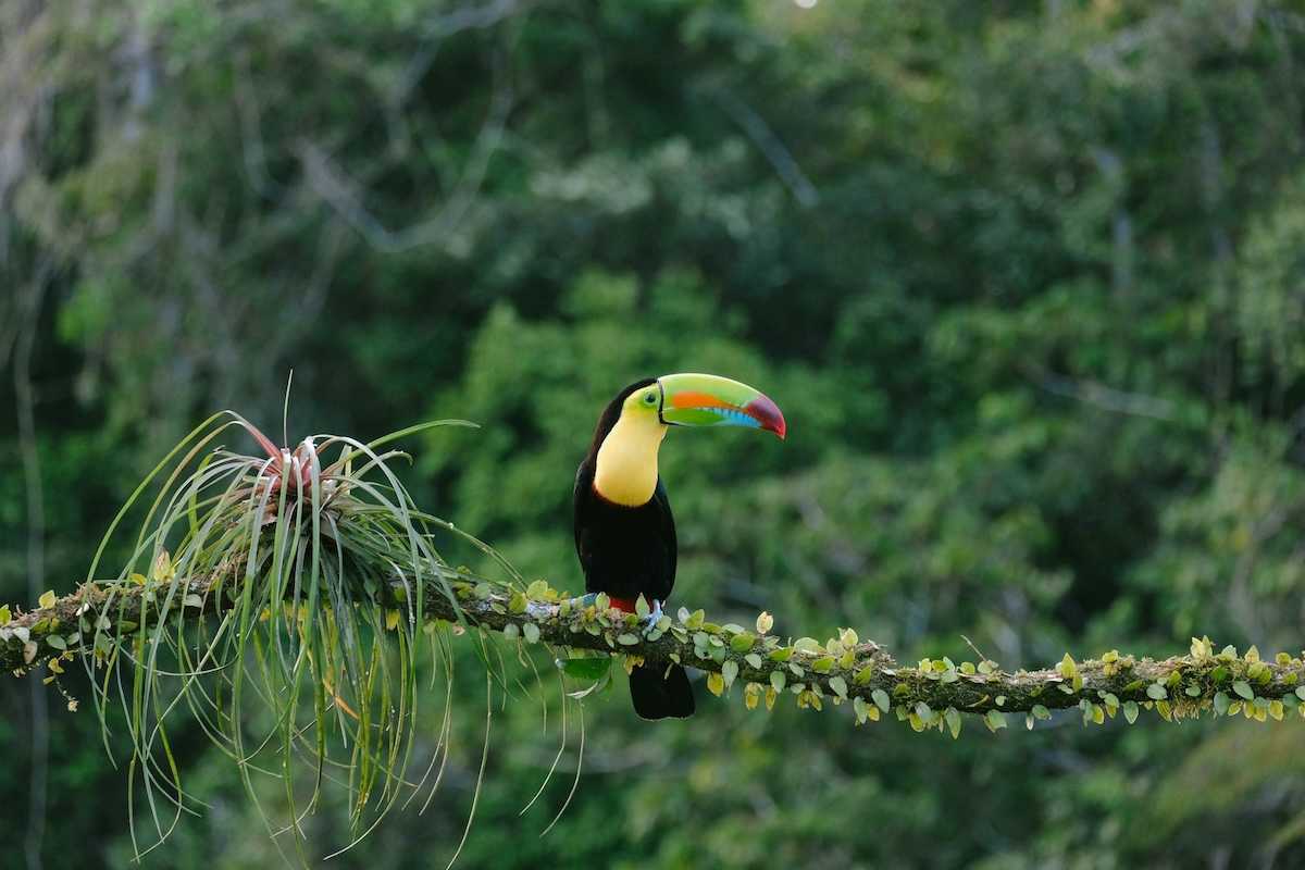 Toucan perched on a branch in a rainforest