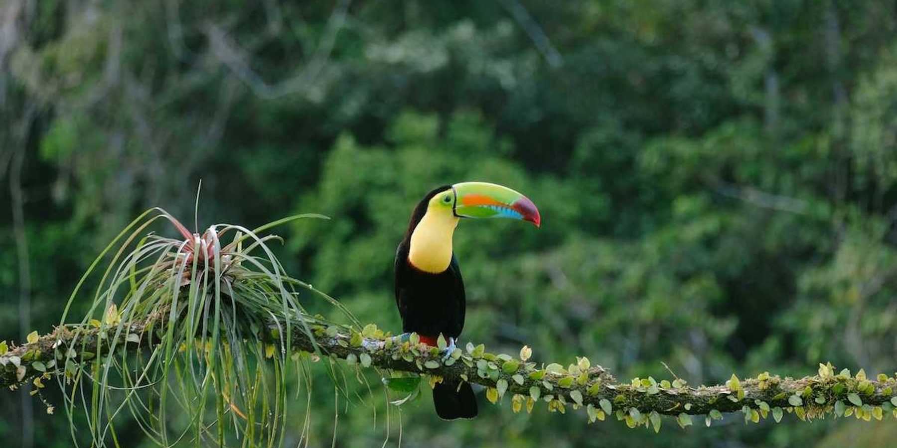 Toucan perched on a branch in a rainforest