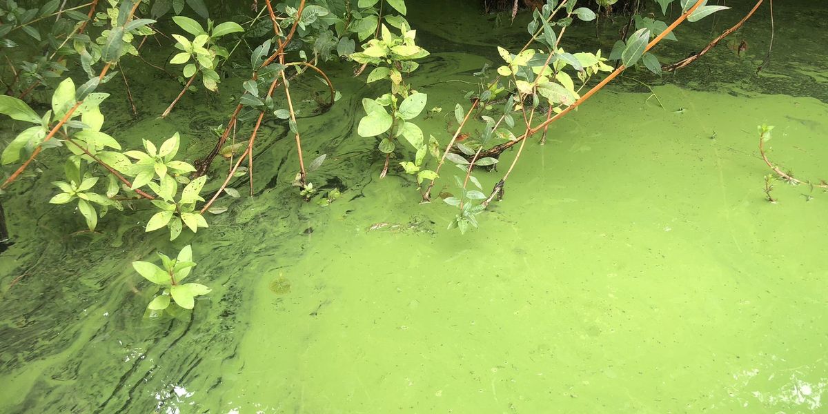 toxic algae