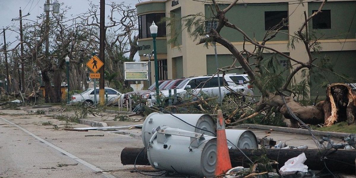 tree damage along a road