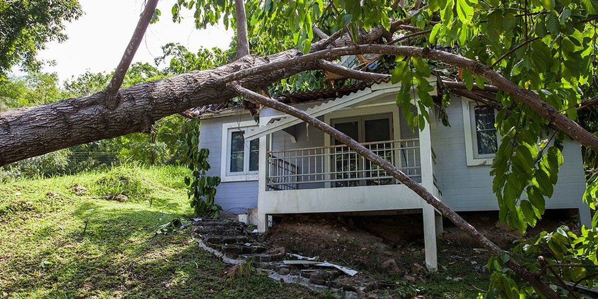 tree fallen on top of a house