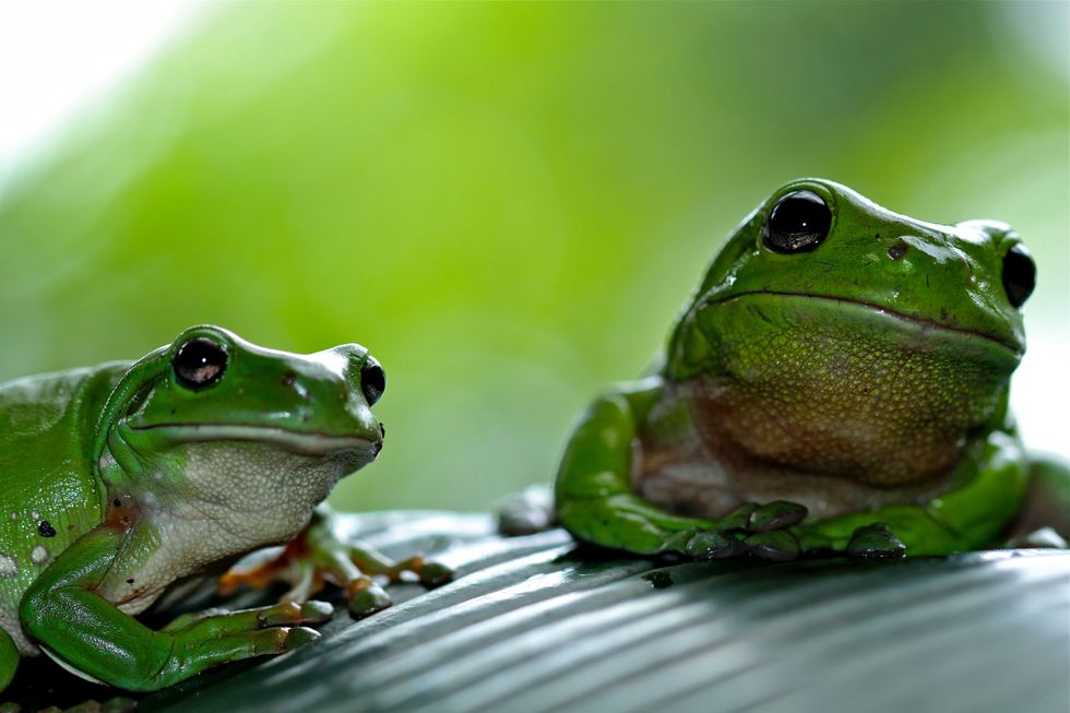 Climate change is driving many amphibians toward extinction