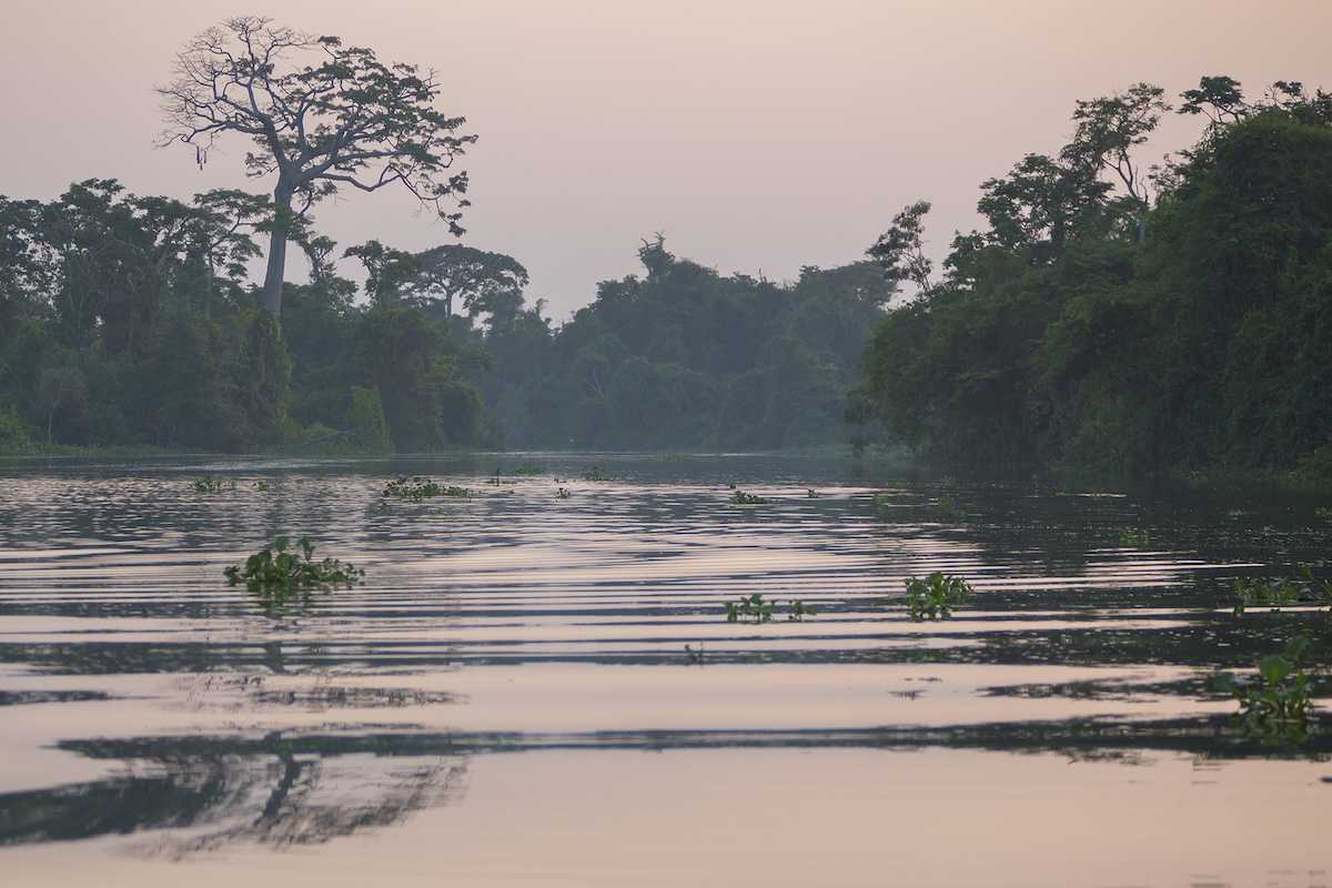 Trees and forest on the Catatumbo River on the Maracaibo Lake during sunset. Cienagas de Juan Manuel National Park. Venezuela