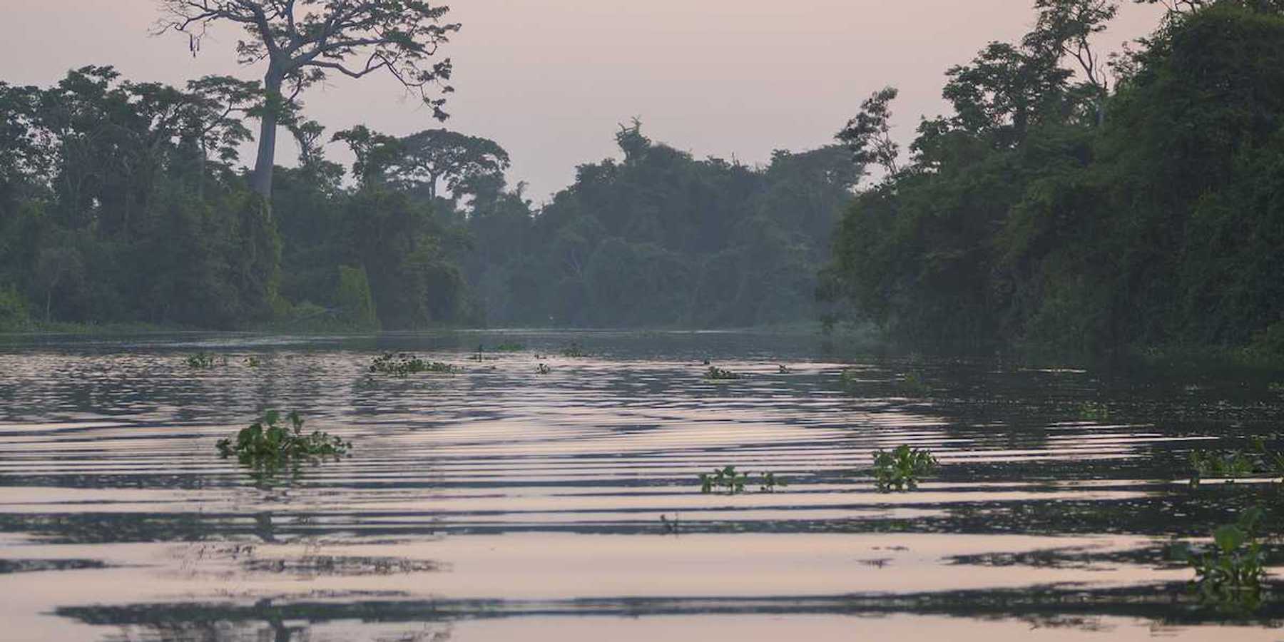 Trees and forest on the Catatumbo River on the Maracaibo Lake during sunset. Cienagas de Juan Manuel National Park. Venezuela