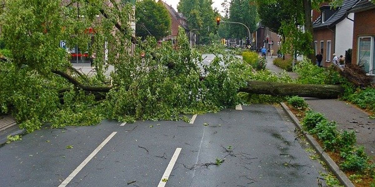 Trees down across a road after a storm
