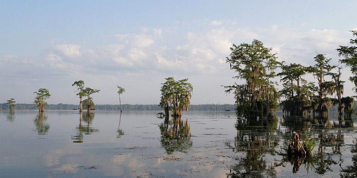 trees growing in a pond