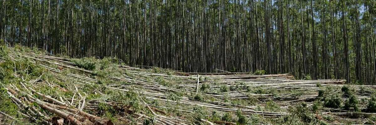 tropical forest partially clearcut