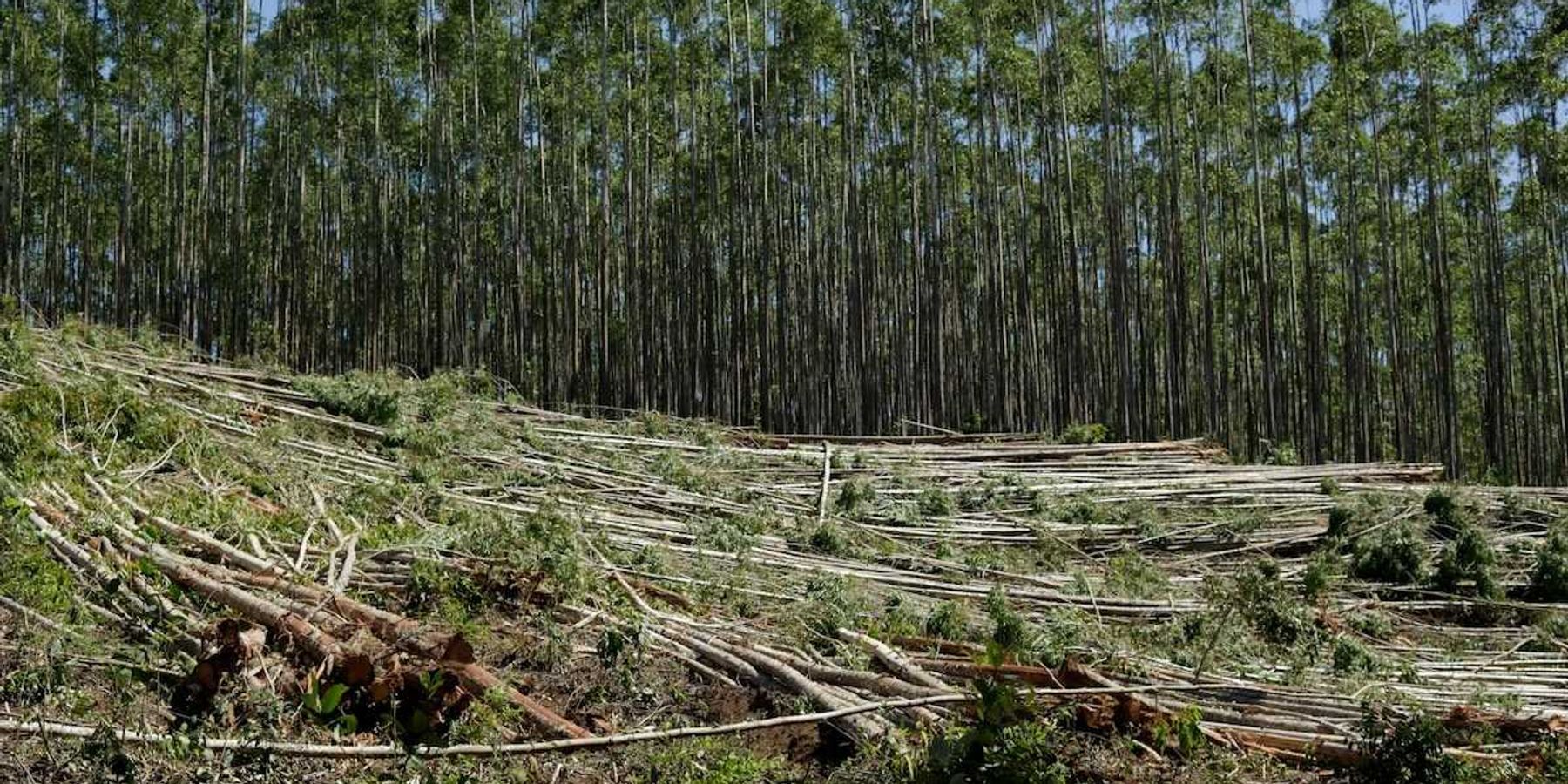 tropical forest partially clearcut