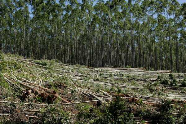 tropical forest partially clearcut
