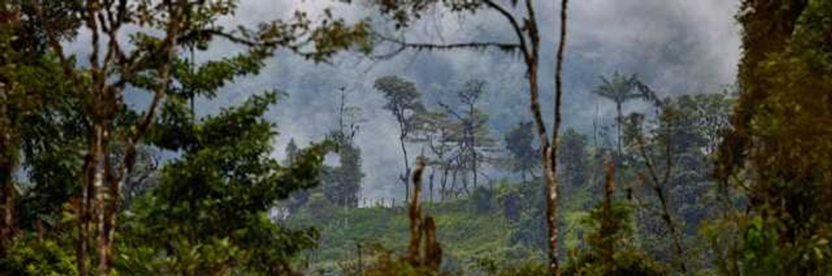 Tropical forest with hills and fog in the background