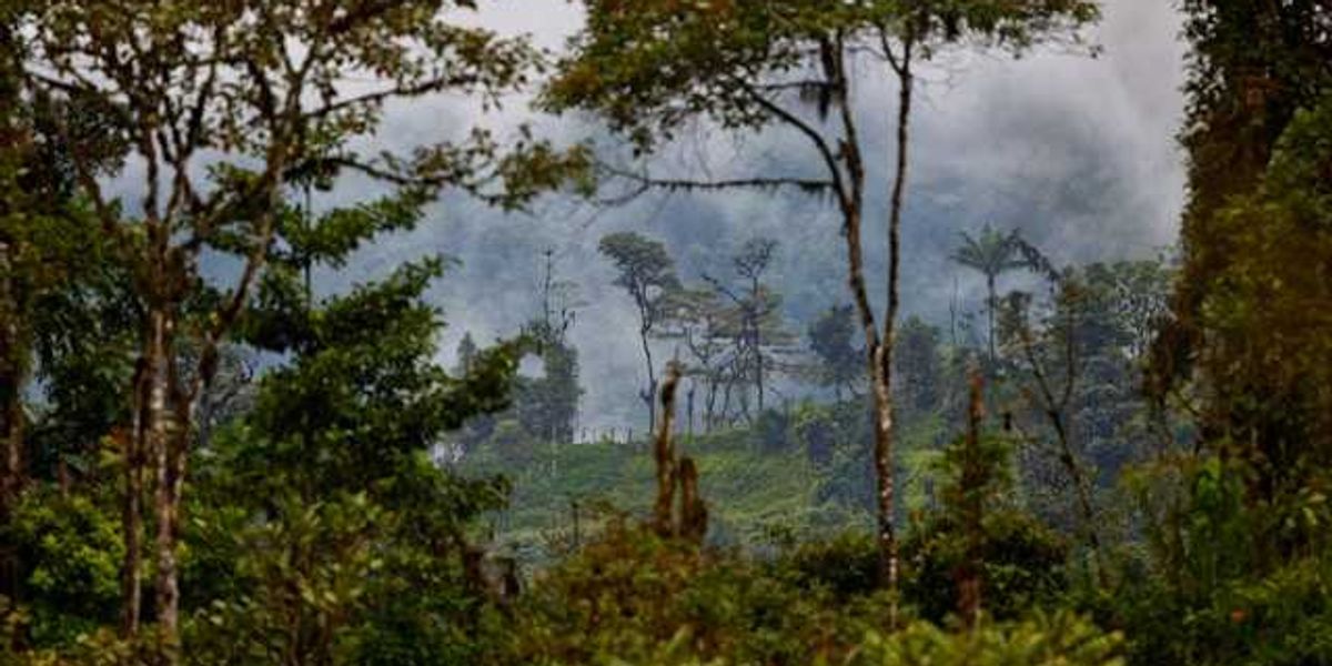 Tropical forest with hills and fog in the background