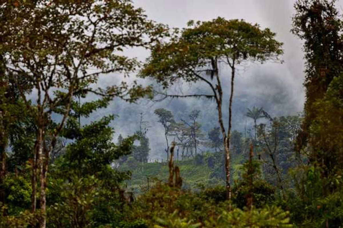 Tropical forest with hills and fog in the background