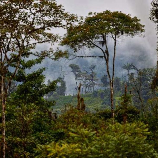 Tropical forest with hills and fog in the background