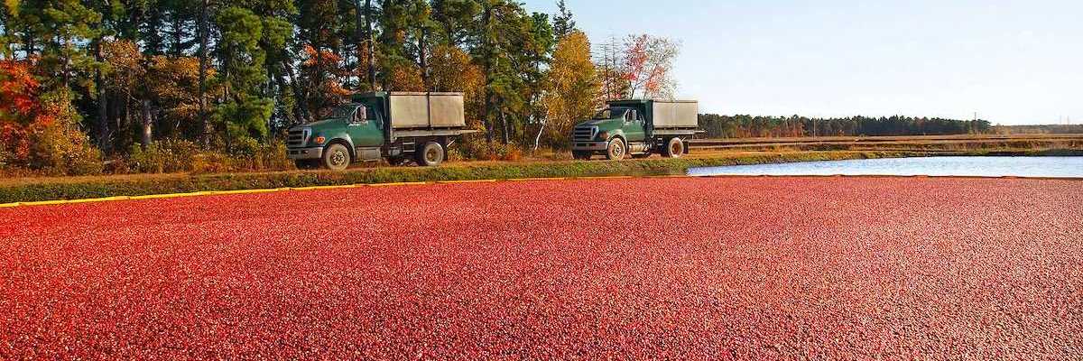 Trucks for transporting cranberries off to a processing plant drive along the edge of the vibrant red berry filled bog