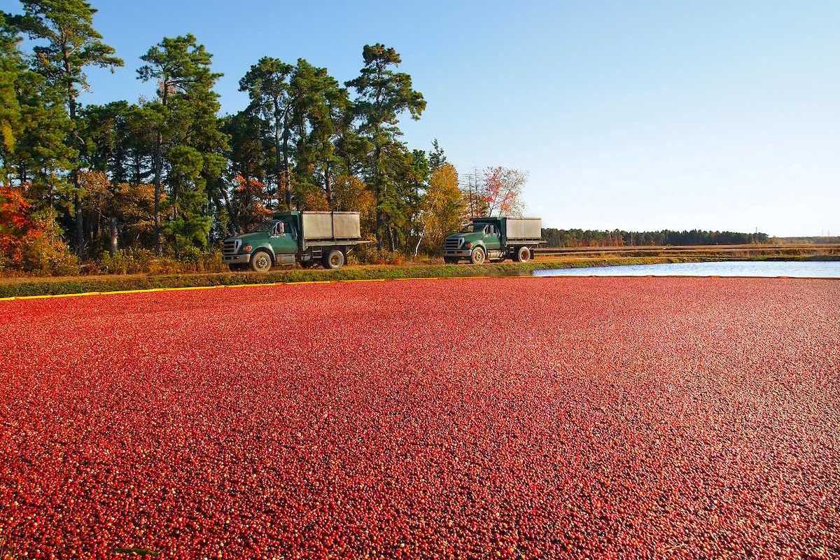 Trucks for transporting cranberries off to a processing plant drive along the edge of the vibrant red berry filled bog
