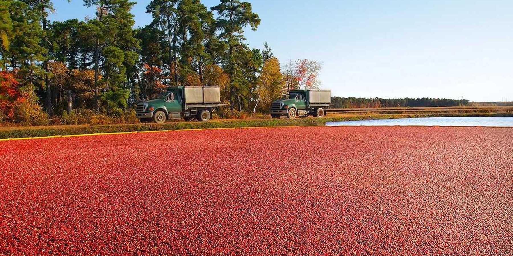 Trucks for transporting cranberries off to a processing plant drive along the edge of the vibrant red berry filled bog