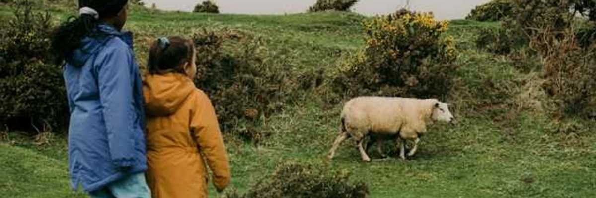 Two children looking at a sheep walking in a green field