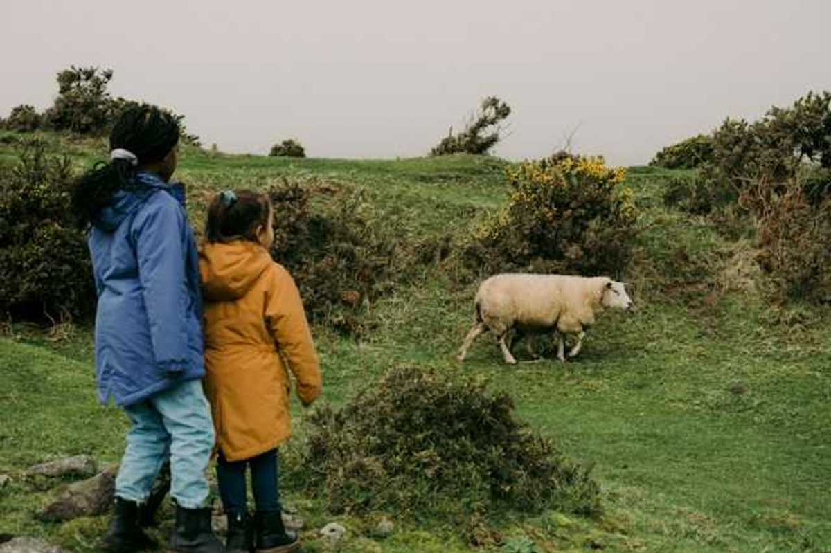 Two children looking at a sheep walking in a green field