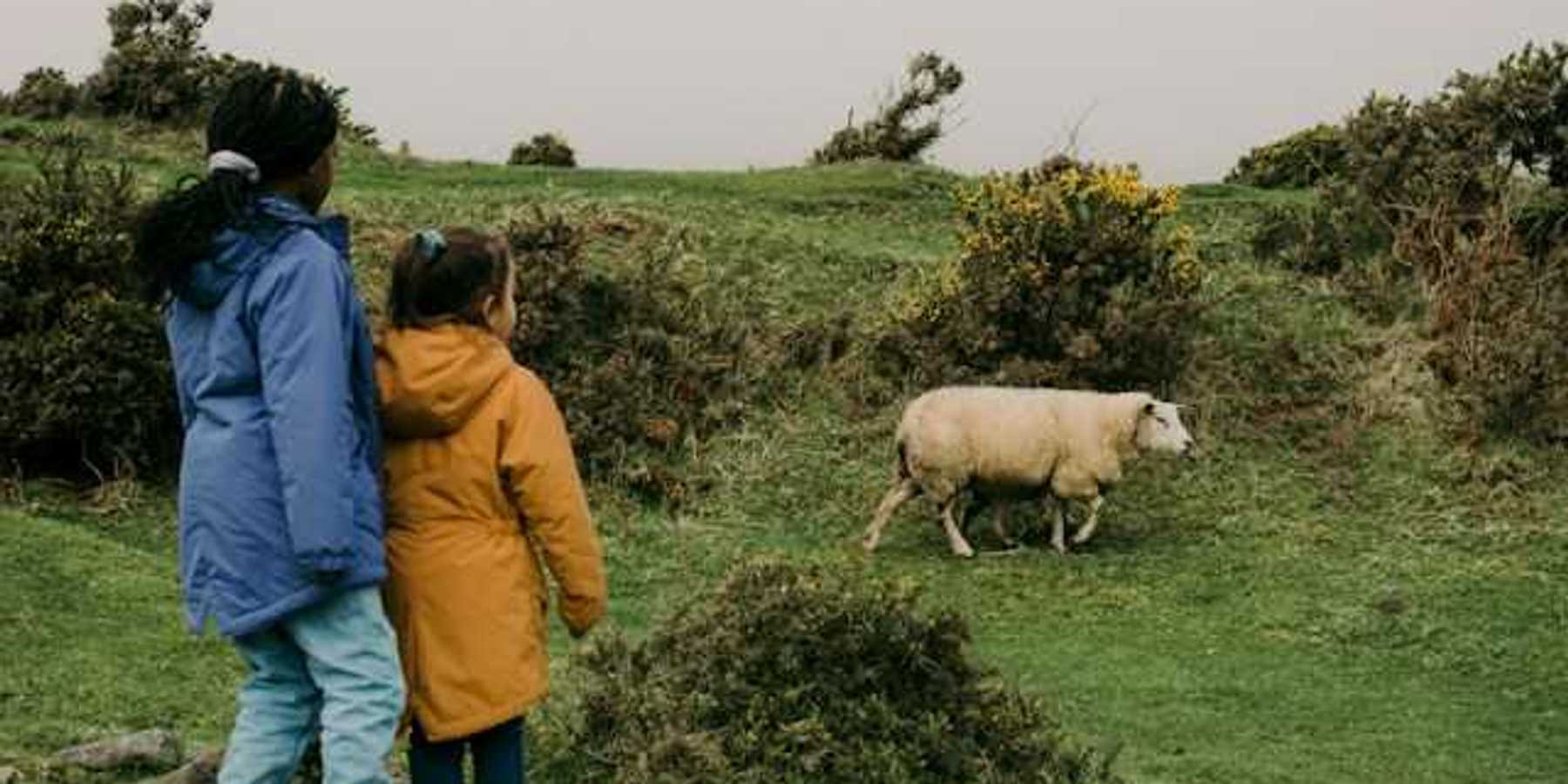 Two children looking at a sheep walking in a green field