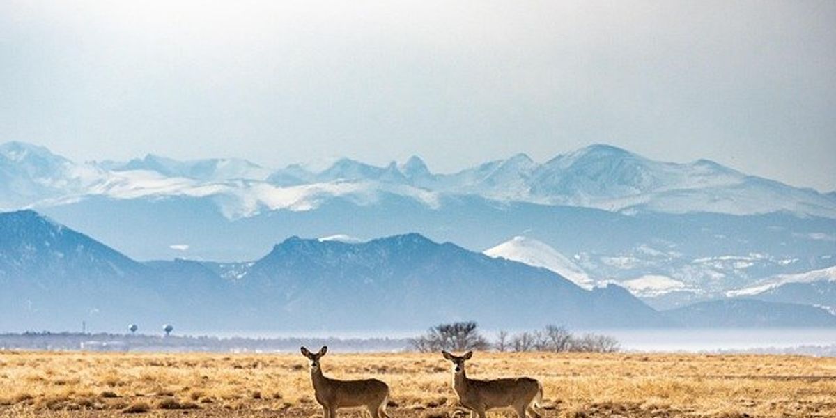 Two deer in a golden field in front of a snowy mountain range.