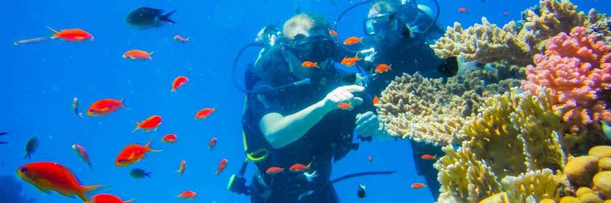 Two divers investigating coral amidst schools of reef fish