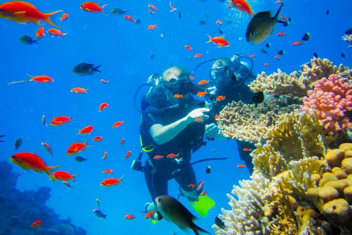 Two divers investigating coral amidst schools of reef fish