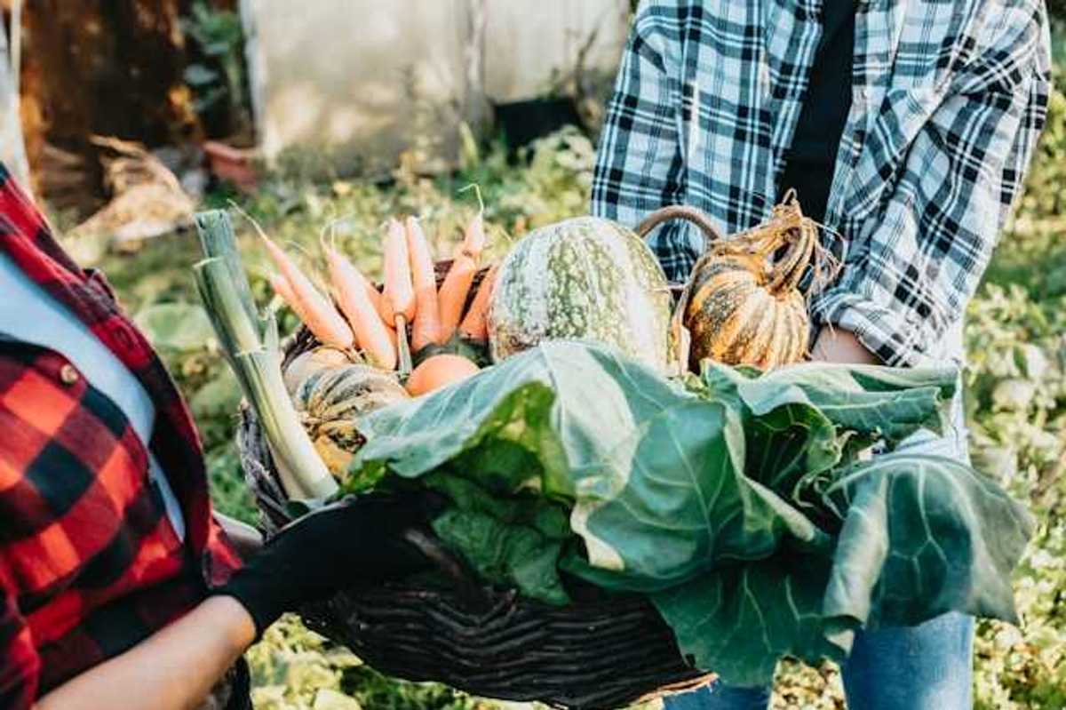 Two farmers holding a basket of vegetables between them
