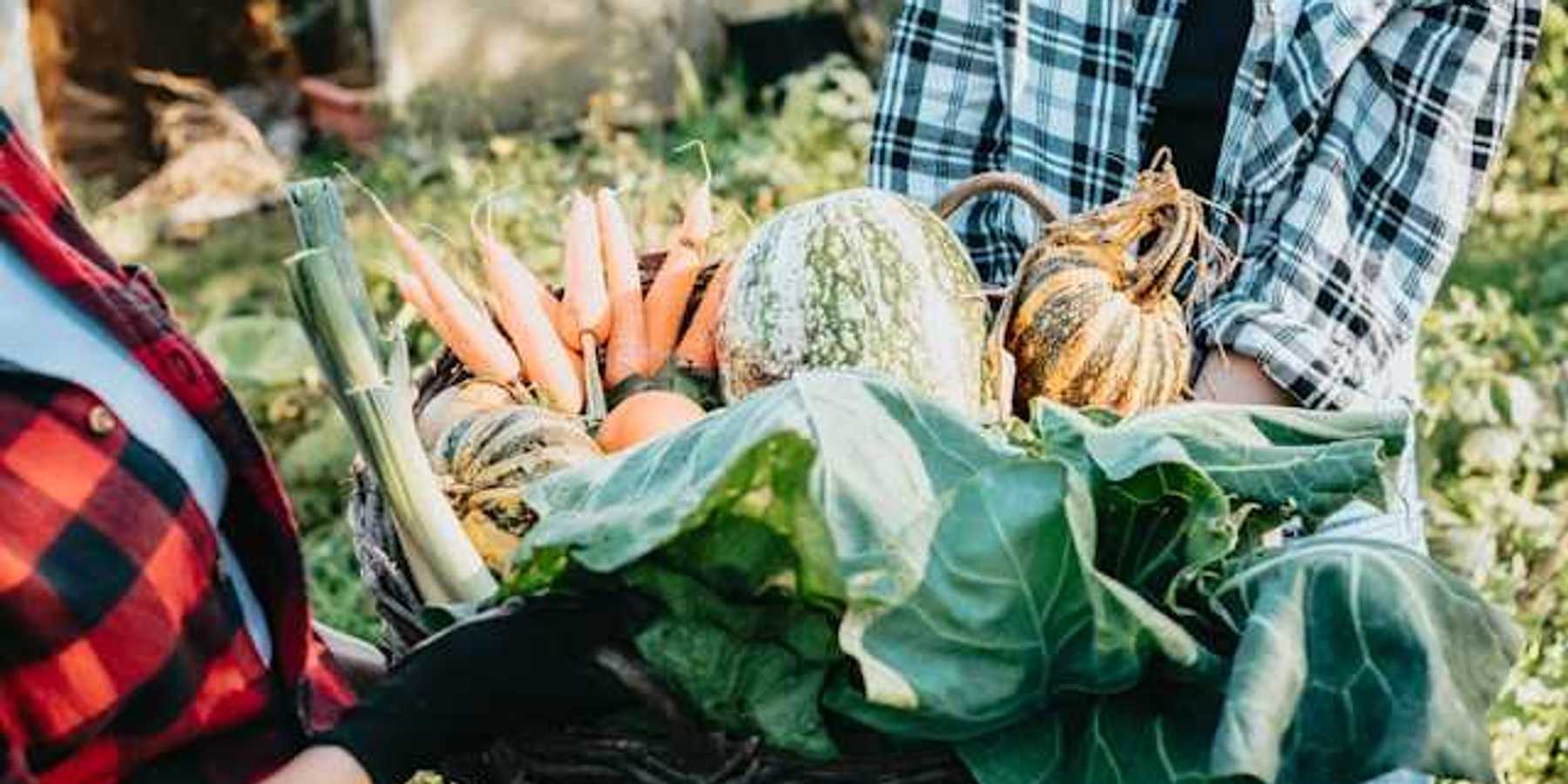 Two farmers holding a basket of vegetables between them