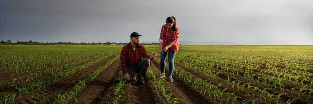 Two farmers standing in rows of young crops