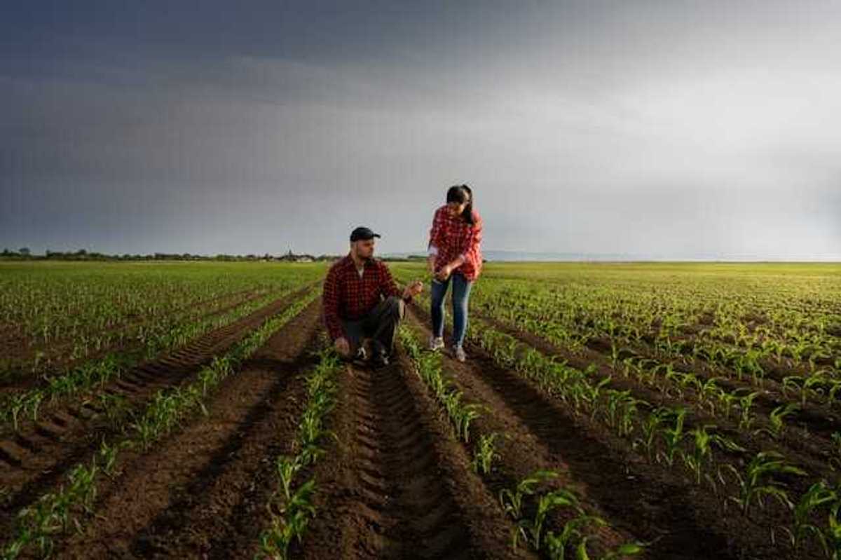 Two farmers standing in rows of young crops